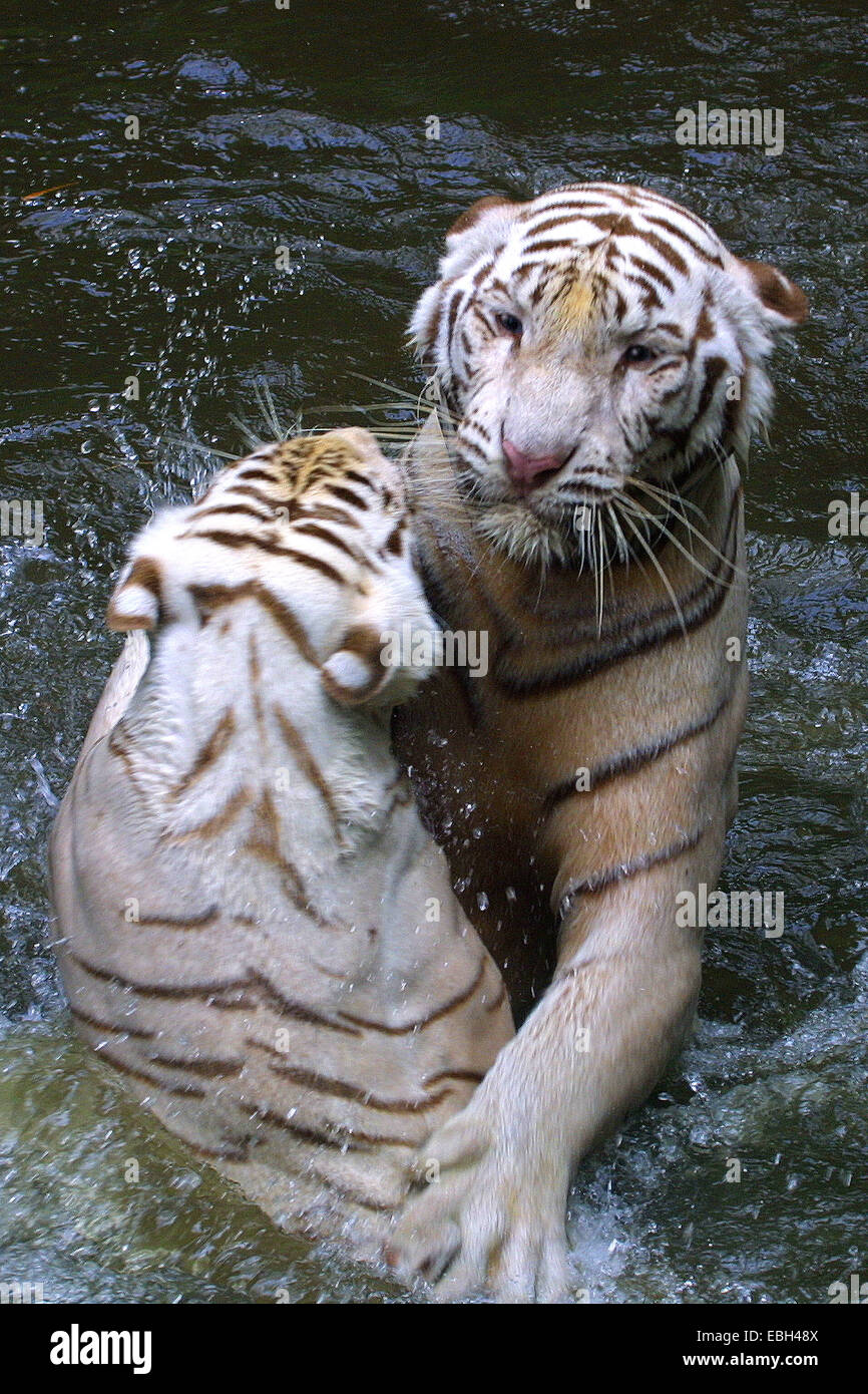 Tigre (Panthera tigris). Banque D'Images