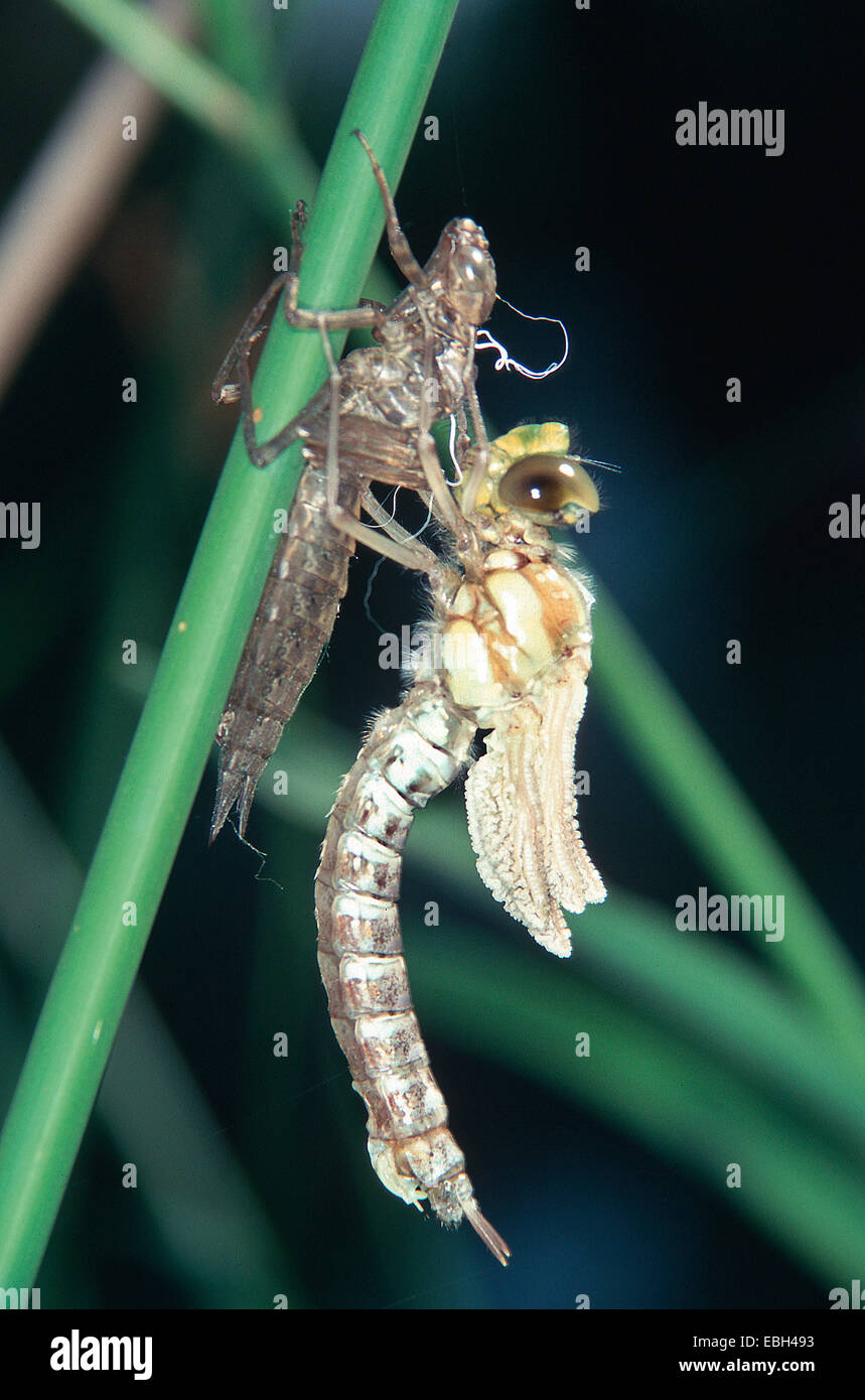 Blue-green darner, le sud de l'AESHNA Aeshna, sud de Hawker (cyanea). Banque D'Images