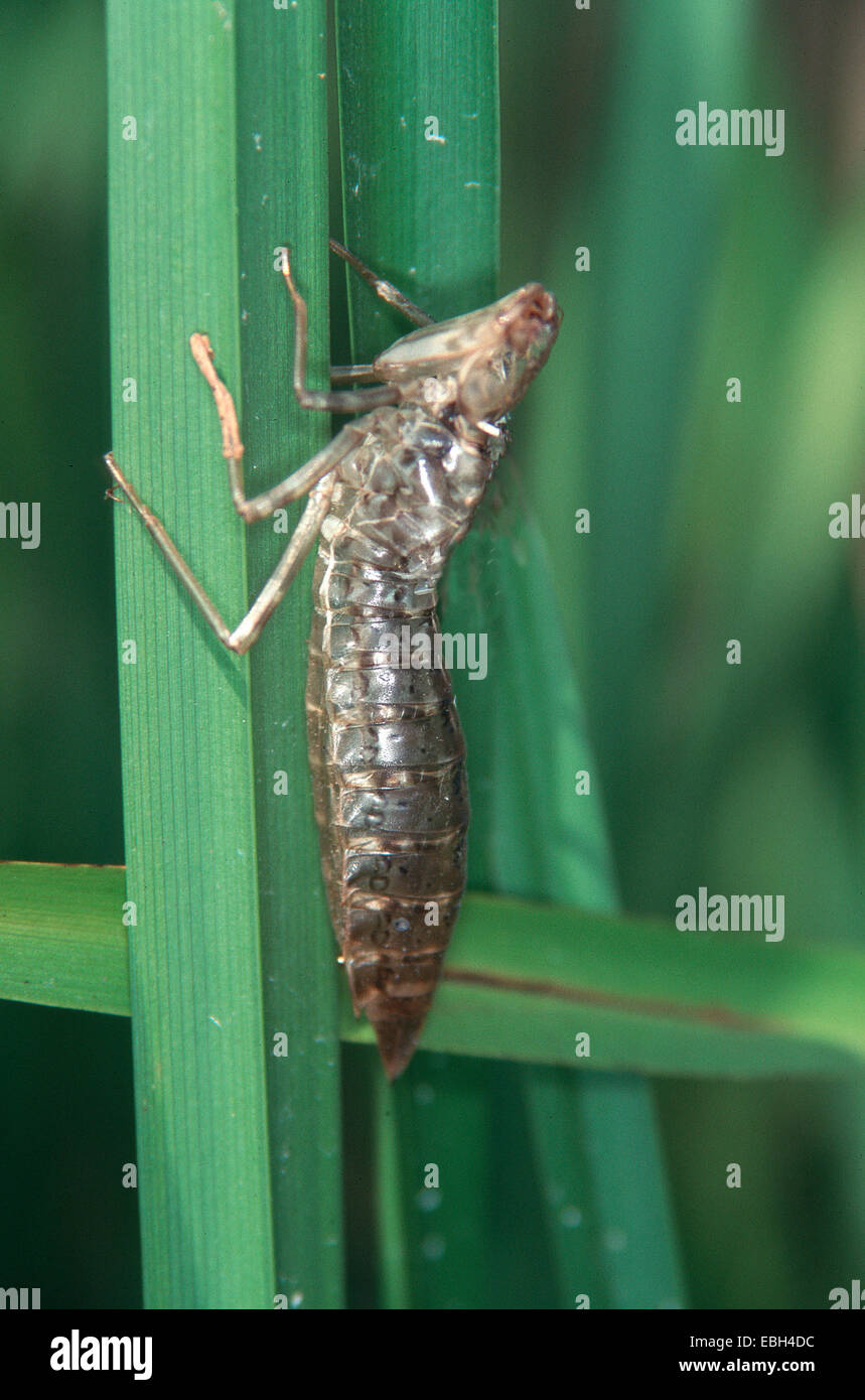 Blue-green darner, le sud de l'AESHNA Aeshna, sud de Hawker (cyanea). Banque D'Images