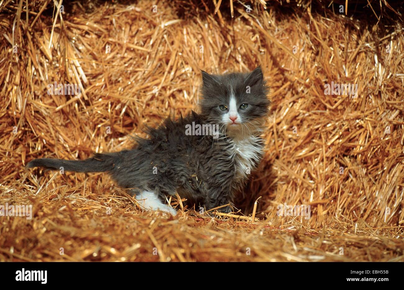 Chat domestique (Felis silvestris catus), f. chaton dans la paille. Banque D'Images