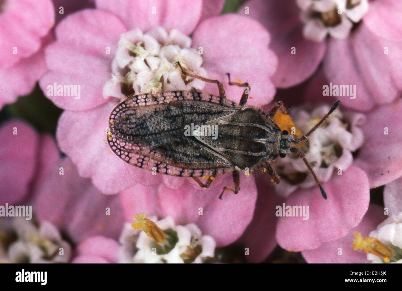 Petit bug (Tingis pilosa). Banque D'Images