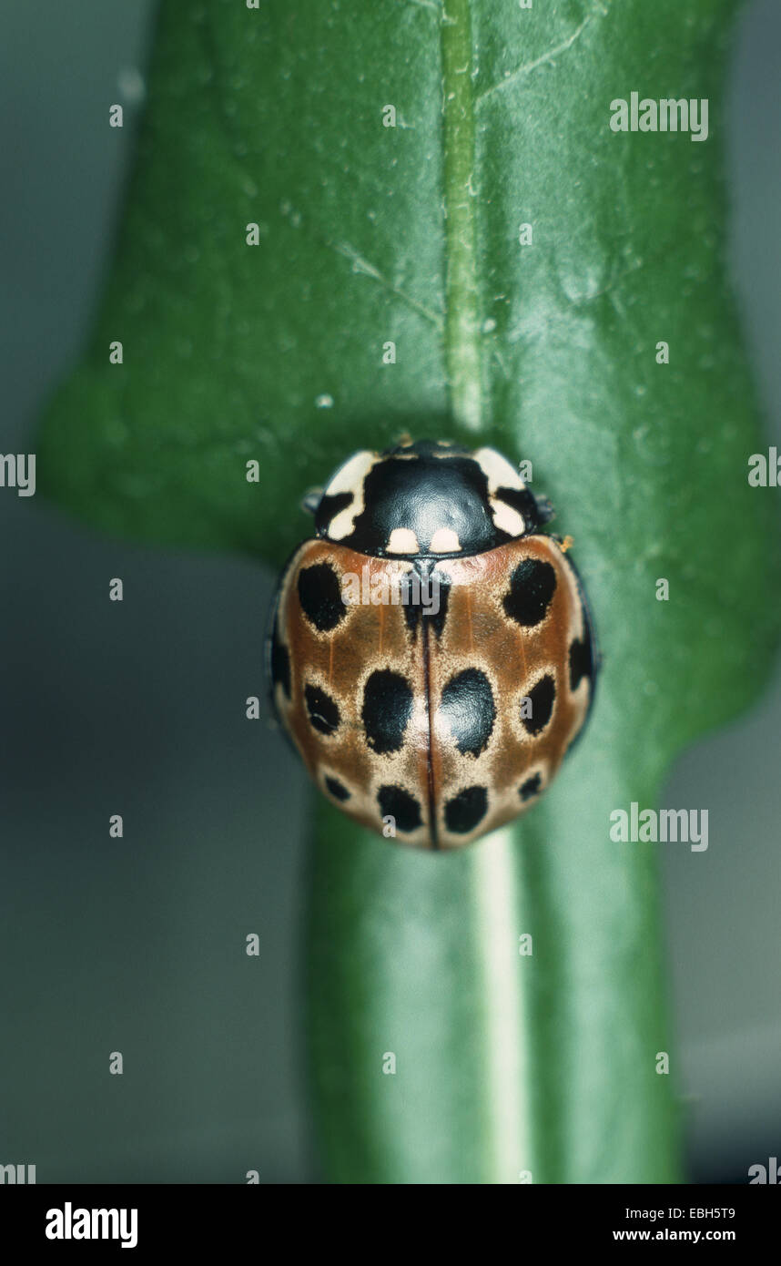 Eyed Coccinelle, coccinelle pin (Anatis ocellata). Banque D'Images