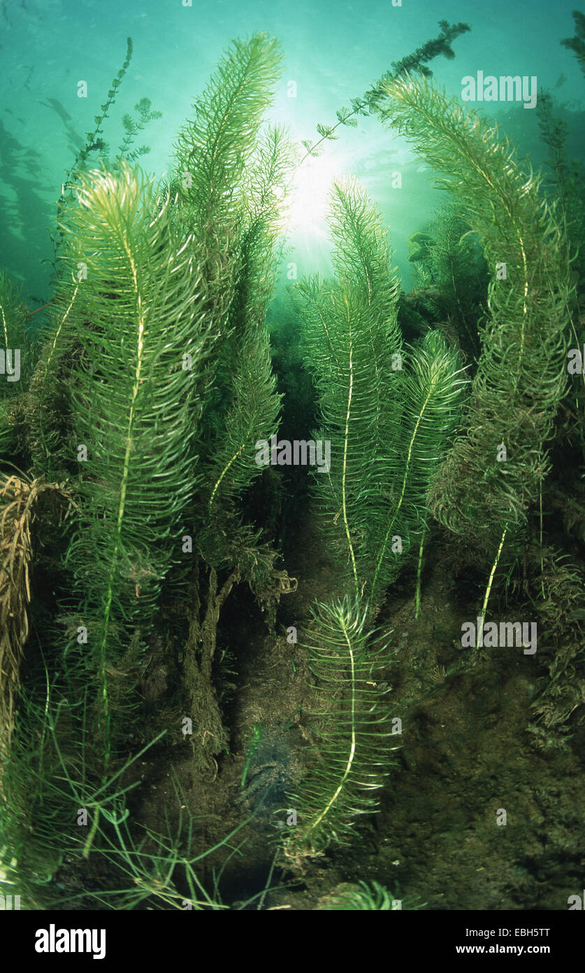 Mares-queue, queue de juments commun (Hippuris vulgaris). Banque D'Images