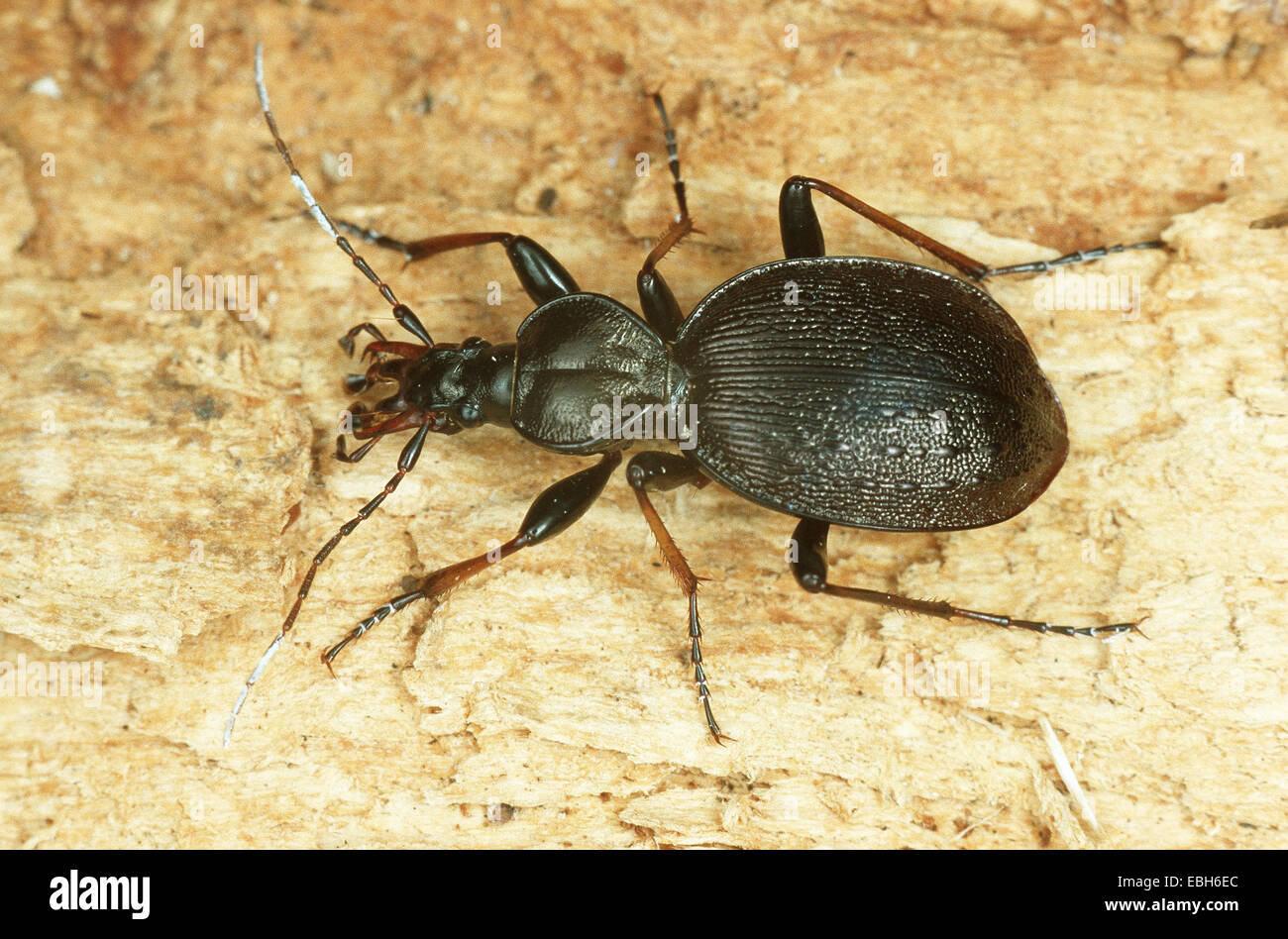 Zabre Insecte Cychrus caraboides Banque de photographies et d’images à haute ...