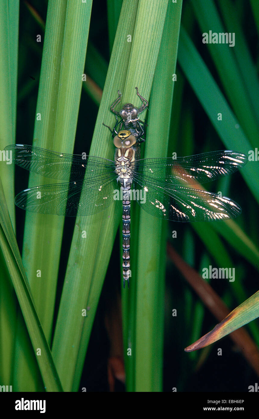 Blue-green darner, le sud de l'AESHNA Aeshna, sud de Hawker (cyanea). Banque D'Images