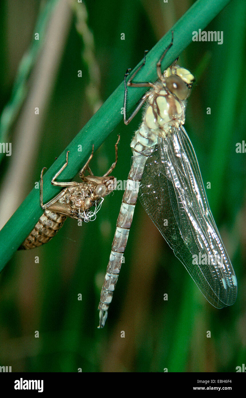 Blue-green darner, le sud de l'AESHNA Aeshna, sud de Hawker (cyanea). Banque D'Images