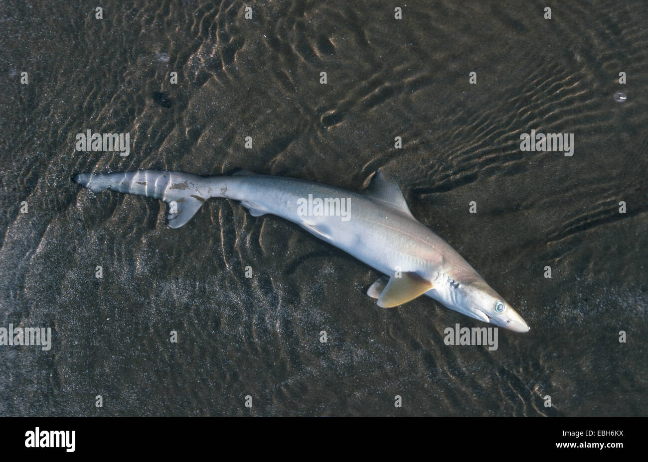 Requin de sable, sand tiger shark, sandtiger requin, requin nourrice gris (Eugomphodus taurus). Banque D'Images