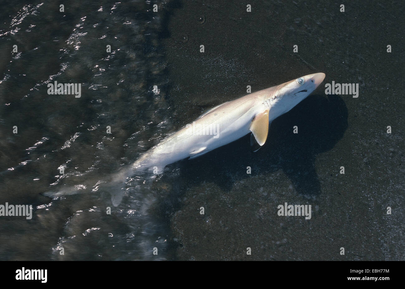 Requin de sable, sand tiger shark, sandtiger requin, requin nourrice gris (Eugomphodus taurus). Banque D'Images