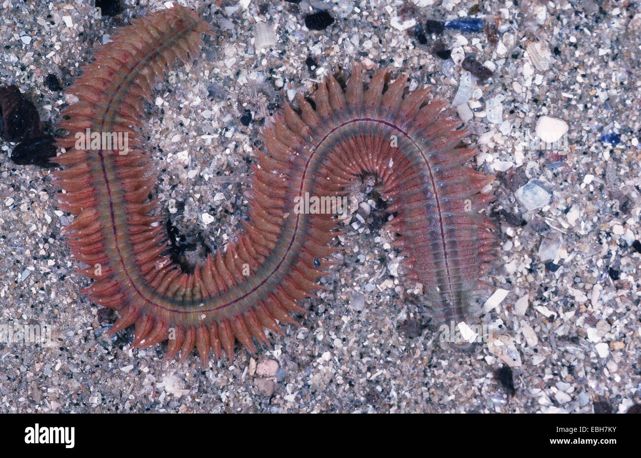Ragworm estuaire (Nereis diversicolor). Banque D'Images