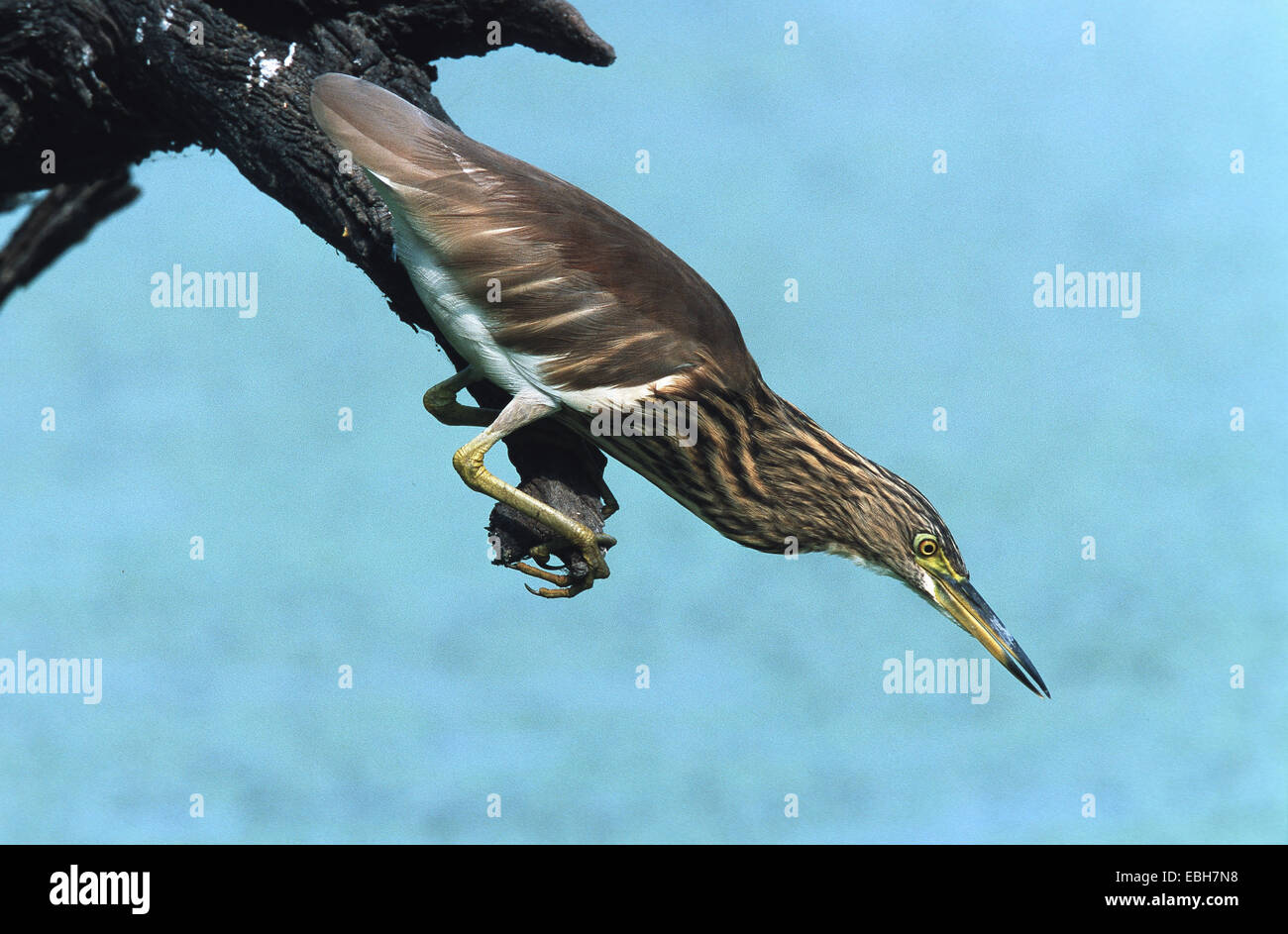 Indian Pond heron (Ardeola grayii), adulte, la chasse. Banque D'Images