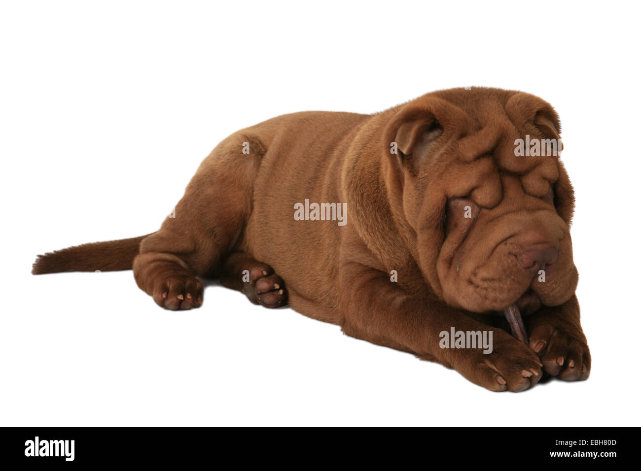 Shar Pei, Chinois Shar-Pei (Canis lupus f. familiaris) Banque D'Images
