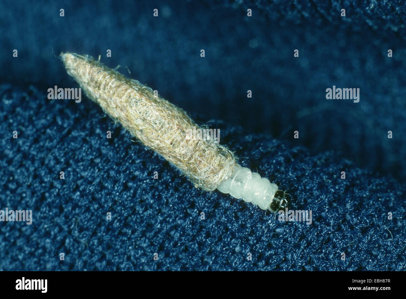 Cas des teignes de roulement, le cas de décisions (Tinea pellionella les teignes des vêtements), la larve en logement, sur textile bleu. Banque D'Images