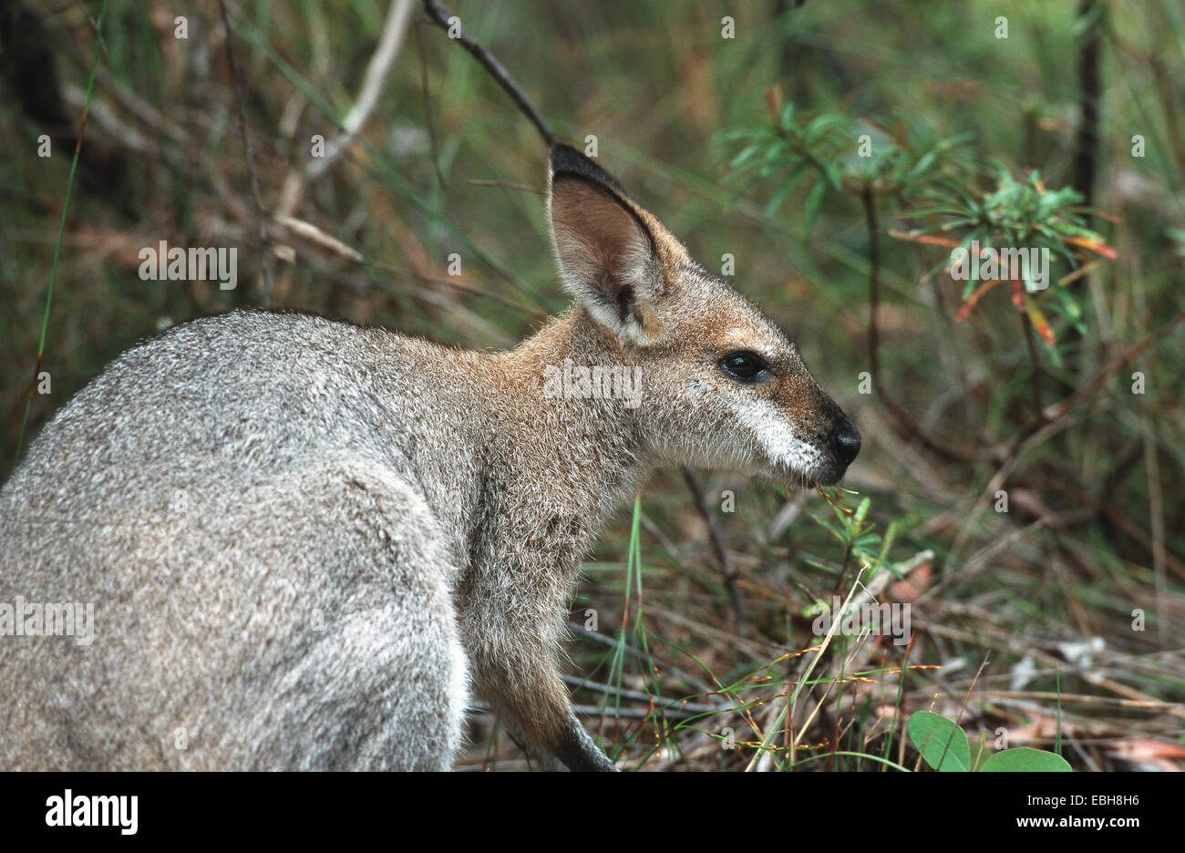 Wallaby coureur, joli visage-wallaby (Macropus parryi). Banque D'Images