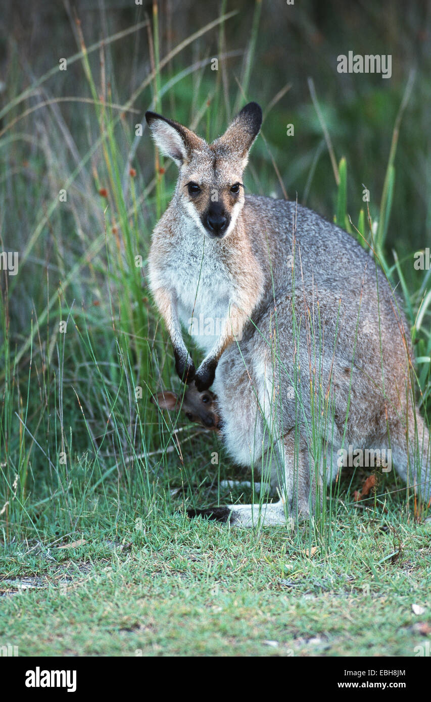 Wallaby coureur, joli visage-wallaby (Macropus parryi). Banque D'Images