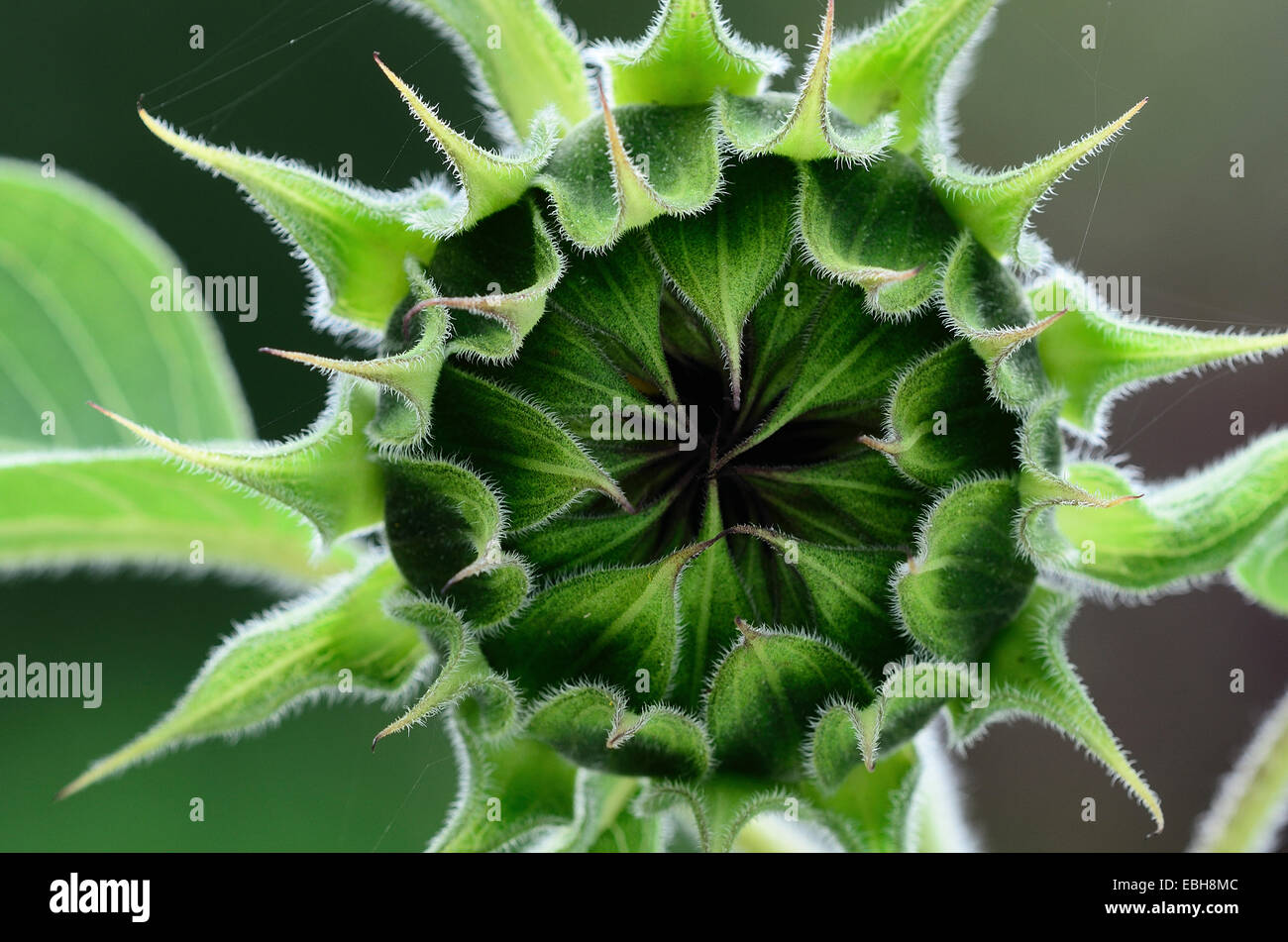 Bourgeon de tournesol sur le point d'ouvrir. Dorset, UK Septembre 2014 Banque D'Images