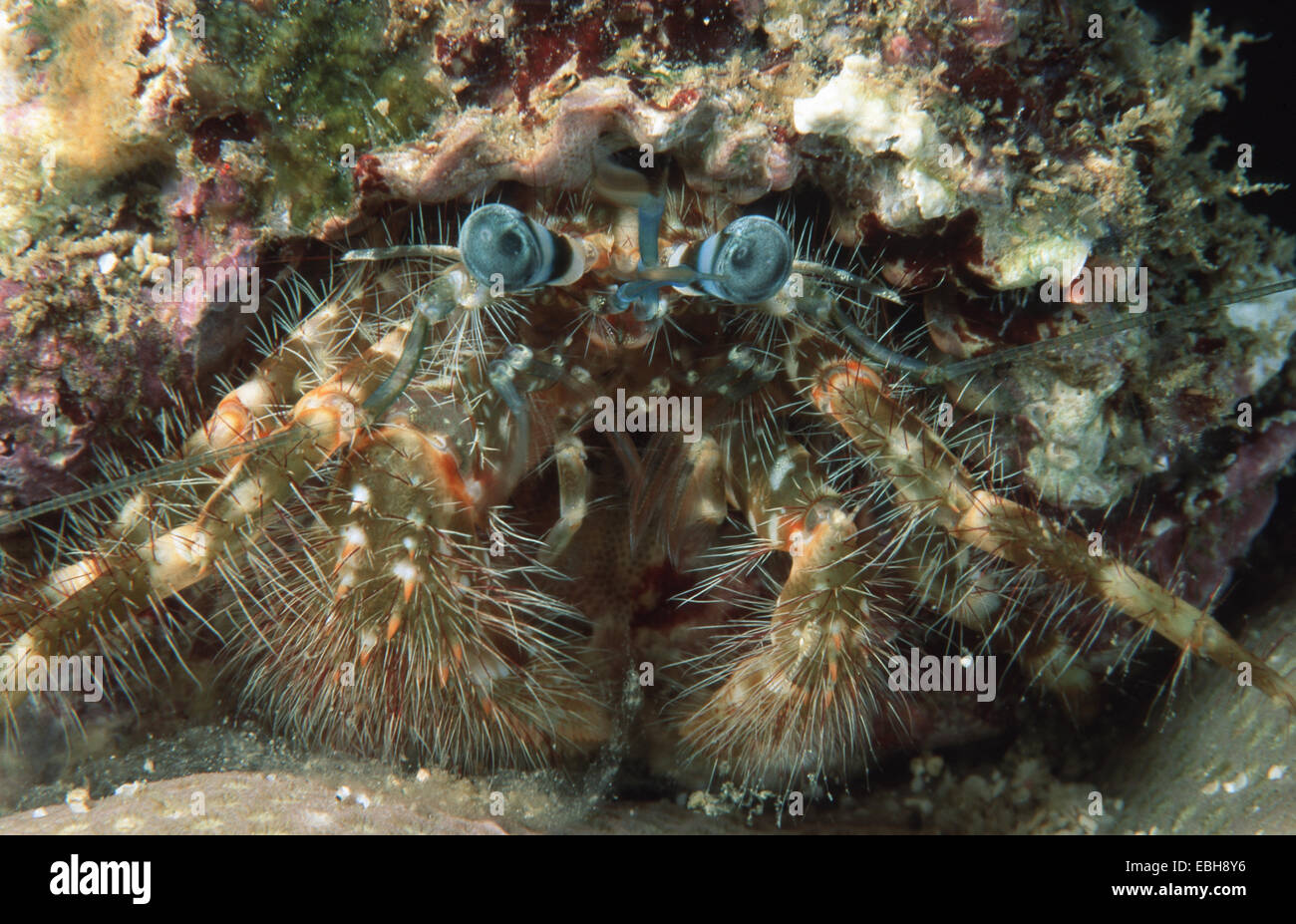 L'ermite (Pagurus hirtimanus). Banque D'Images