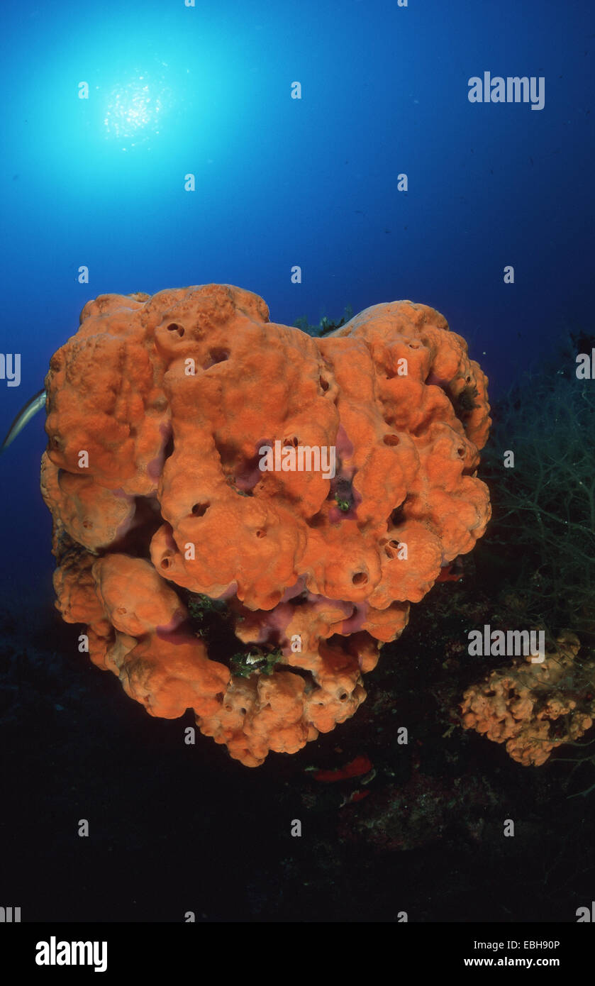 Cratère orange, éponge éponge Agelas or coriace (oroides). Banque D'Images