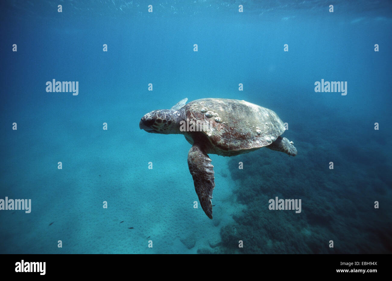 Tortue caouanne (Caretta caretta,). Banque D'Images