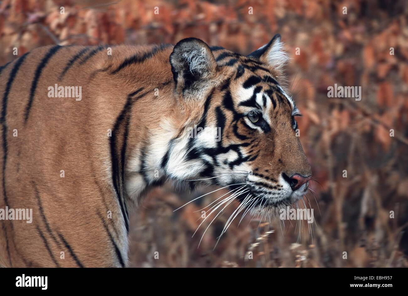 Tigre (Panthera tigris bengalensis), femme. Banque D'Images