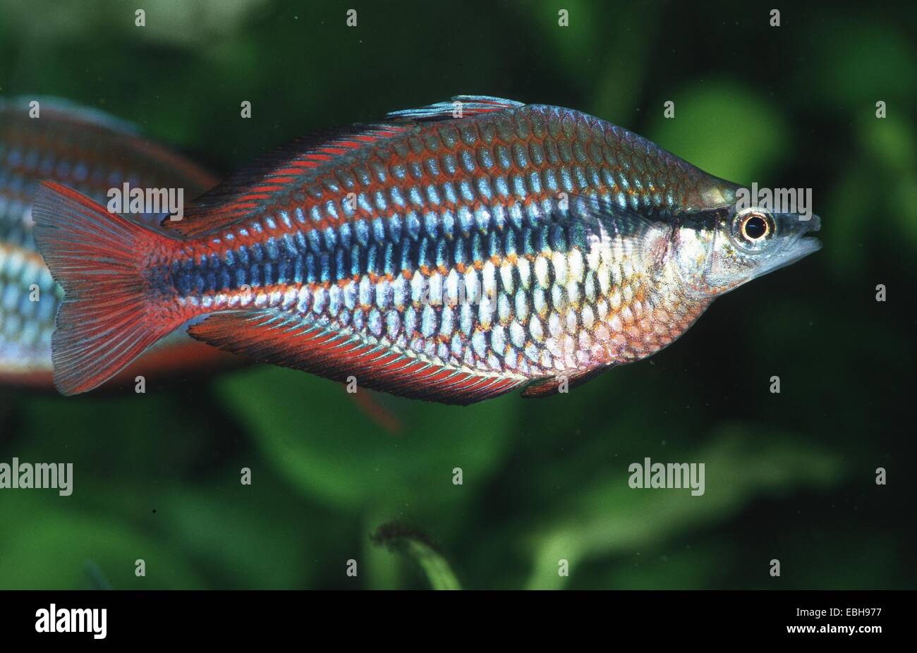Goyder River rainbowfish (Melanotaenia trifasciata). Banque D'Images