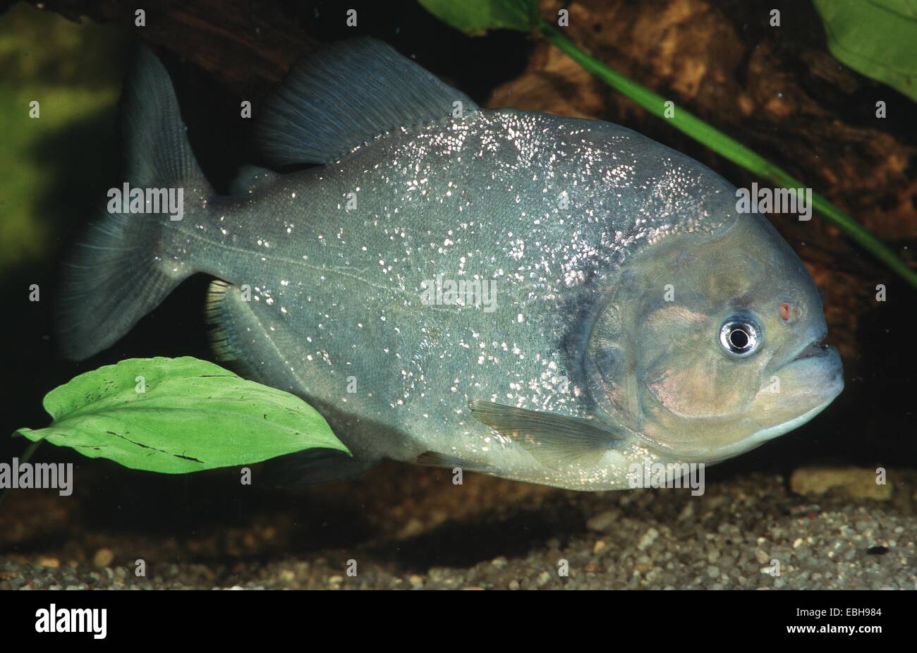 (Piranha Pygocentrus spec., Serrasalmus spec. ). Banque D'Images