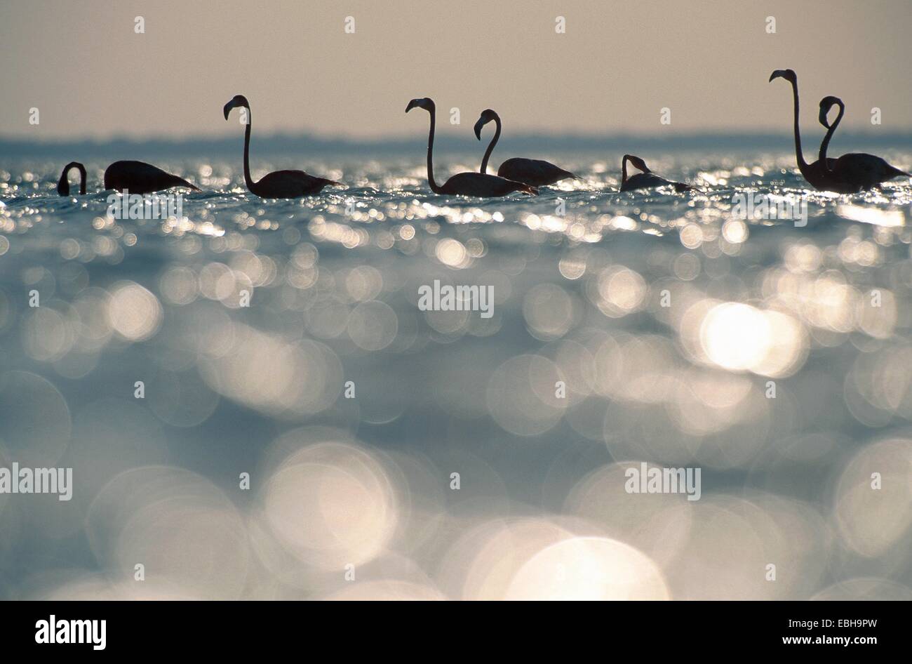 Flamant rose (Phoenicopterus ruber), natation en groupe lumière arrière. Banque D'Images