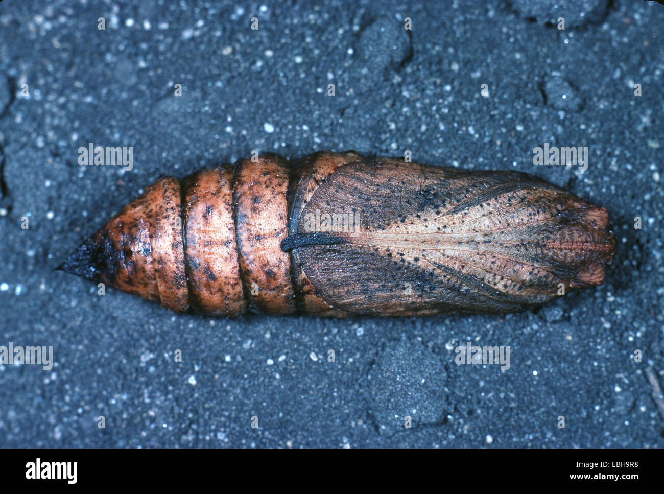 Sphynx éléphant (Deilephelia elpenor), pupe. Banque D'Images