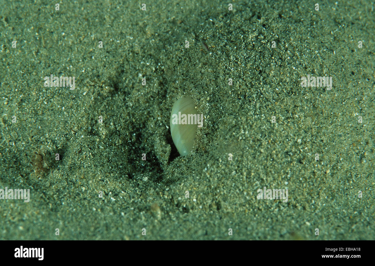 Shell lune creusant dans le sable (Lunatia poliana). Banque D'Images