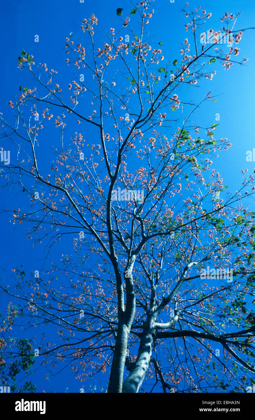 Immortelle (montagne) Erythrina poeppigiana, arbre en fleurs sur fond de ciel bleu. Banque D'Images