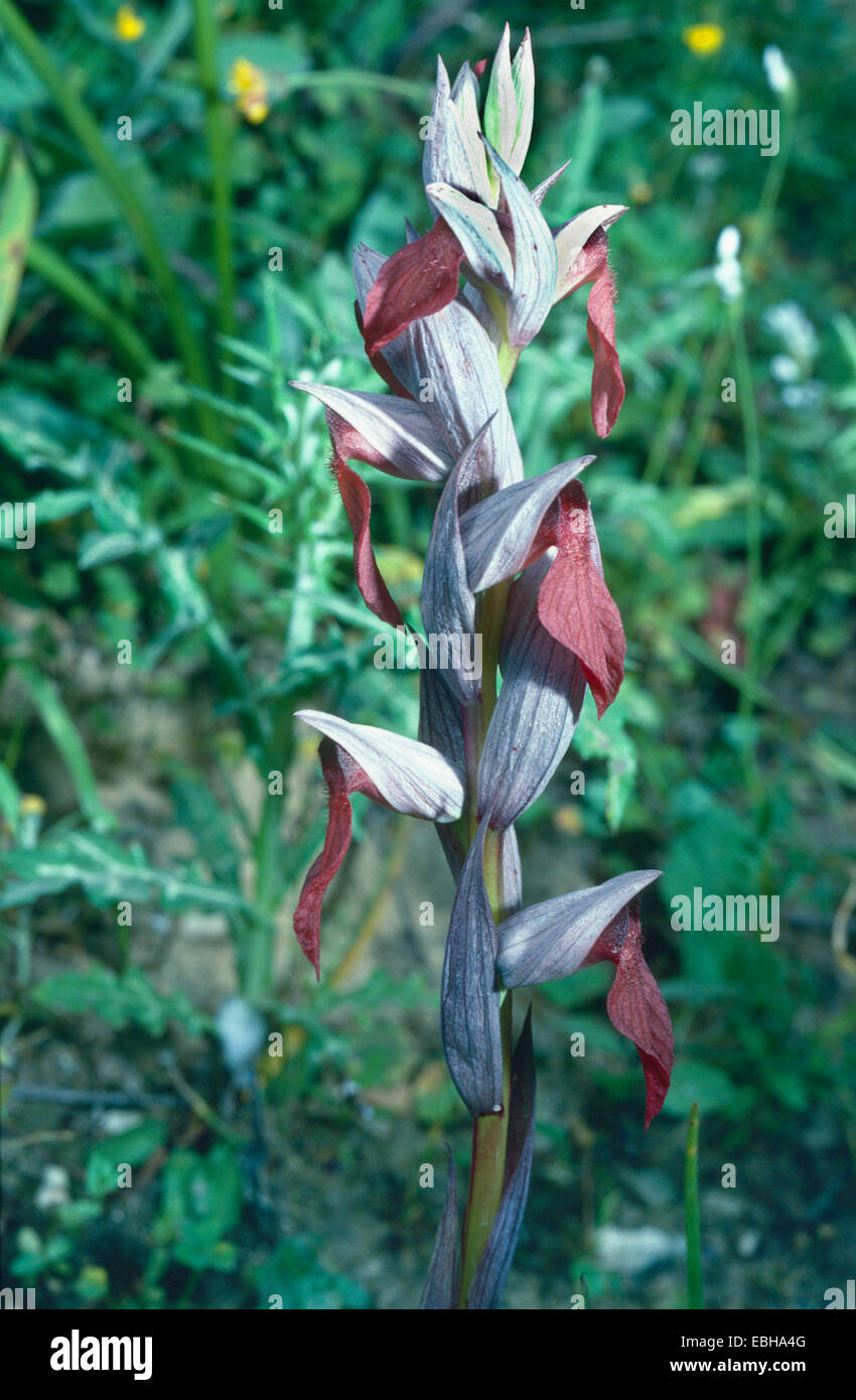 Orchid (Serapias apulica, Serapias orientalis ssp. apulica), fleur, 86 avr. Banque D'Images