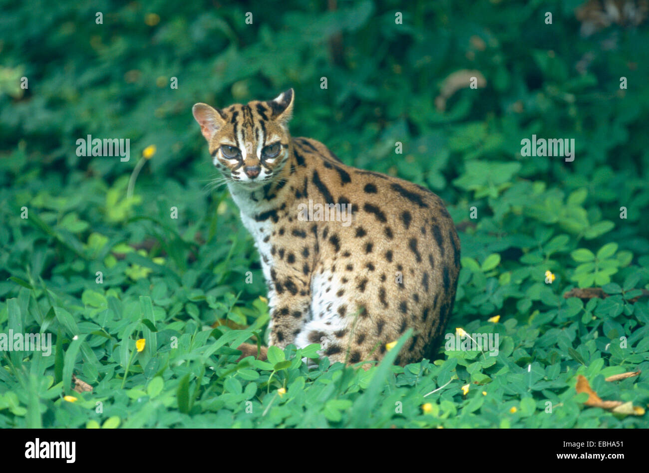 Chat-léopard (Prionailurus bengalensis), assis dans l'herbe. Banque D'Images