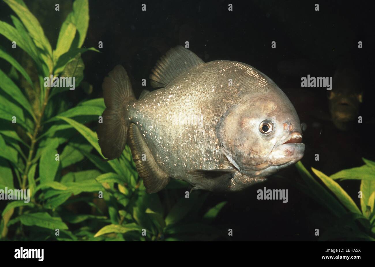 À TÊTE BOMBÉE, Natterers piranha piranha piranha, red, Red-bellied piranha (Serrasalmus nattereri). Banque D'Images