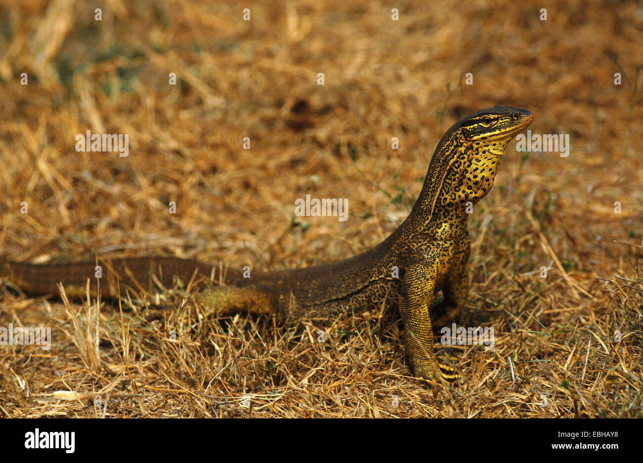 Gould, moniteur, moniteur de sable, sable goanna, bungarra (Varanus gouldii), latéral, l'Australie, Territoire du Nord, le parc national de Kakadu Banque D'Images