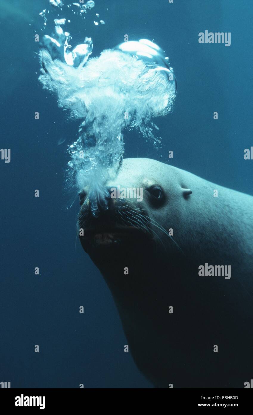 Lion de mer du Nord, l'otarie de Steller (Eumetopias jubatus), portrait, frontale, sous l'eau, en captivité. Banque D'Images