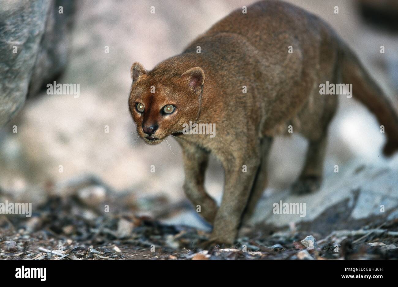 Jaguarundi (Felis yagouaroundi tolteca). Banque D'Images