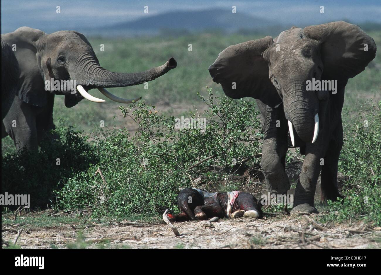 L'éléphant africain (Loxodonta africana). Banque D'Images
