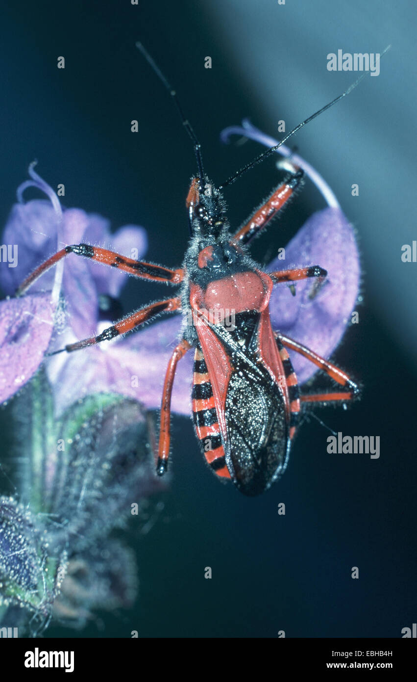 Rhinocoris iracundus (bug). Banque D'Images