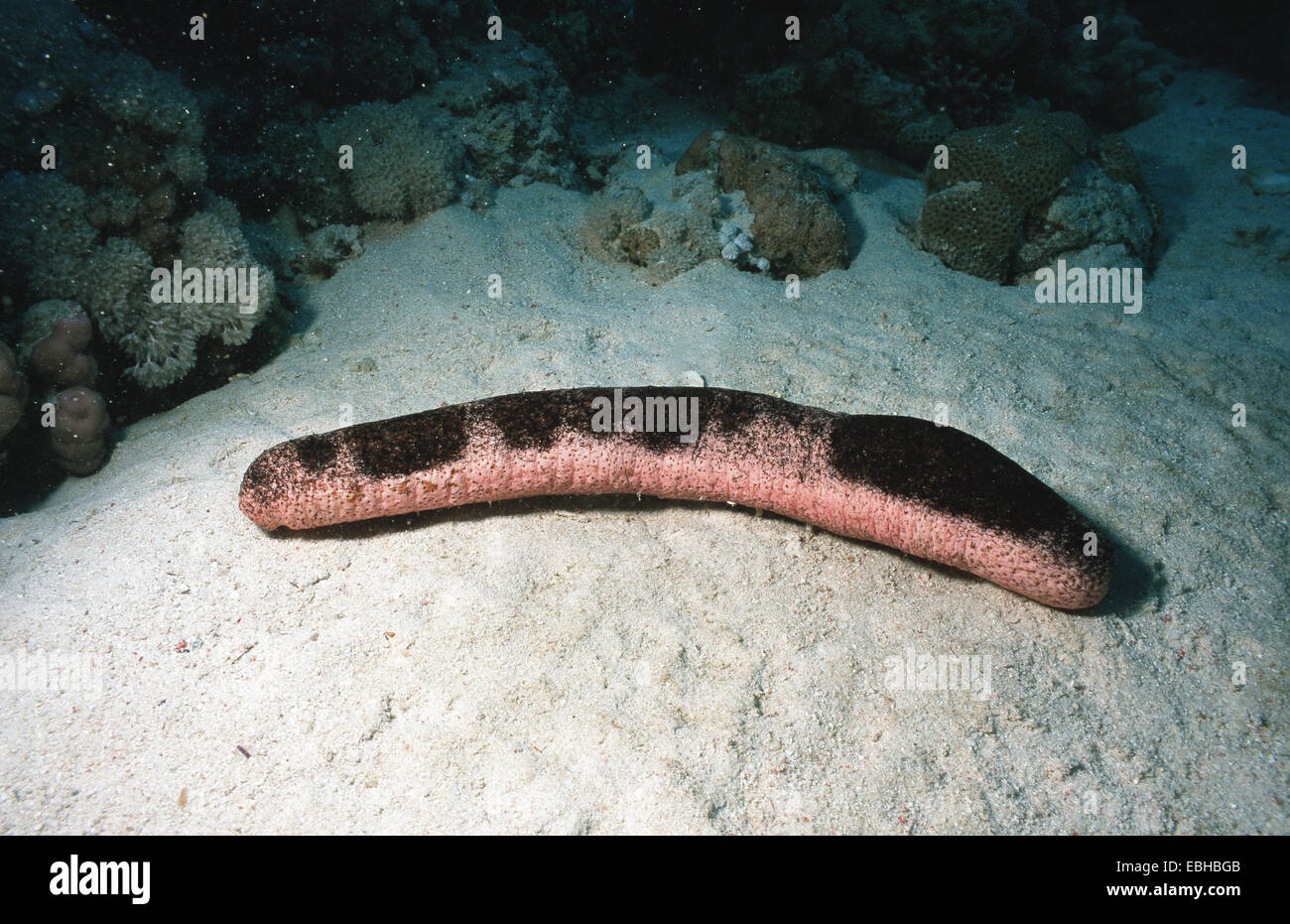 Concombre de mer comestibles (Holothuria edulis). Banque D'Images