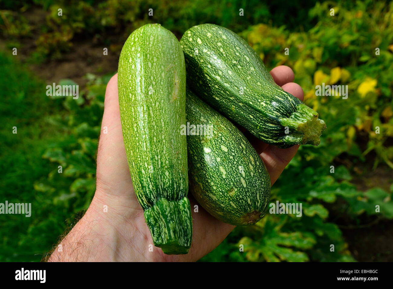 Trois courgettes (Cucurbita pepo) dans une main, la récolte du potager. Banque D'Images