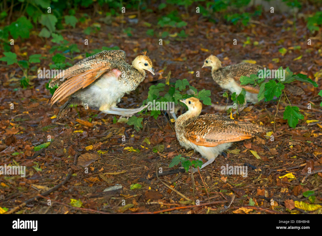 Paons commun, Indienne, paons paons bleus (Pavo cristatus), la lutte contre les poussins, Allemagne, Rhénanie du Nord-Westphalie Banque D'Images