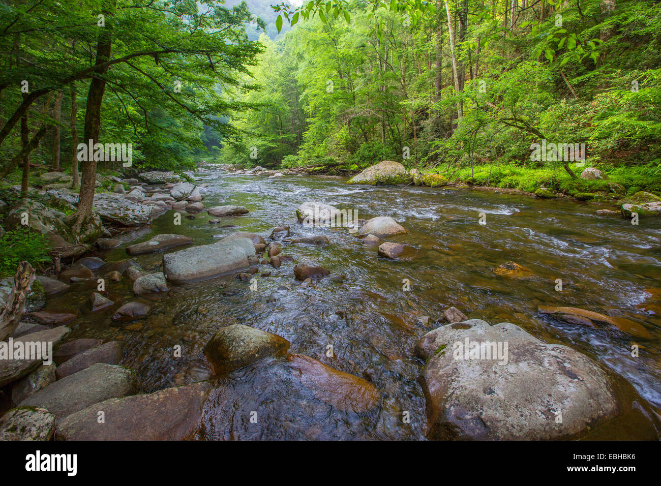 Petite Rivière, ruisseau clair mountan, Notropis et Warpaint shiner lieux de frai, USA, New York, parc national des Great Smoky Mountains Banque D'Images