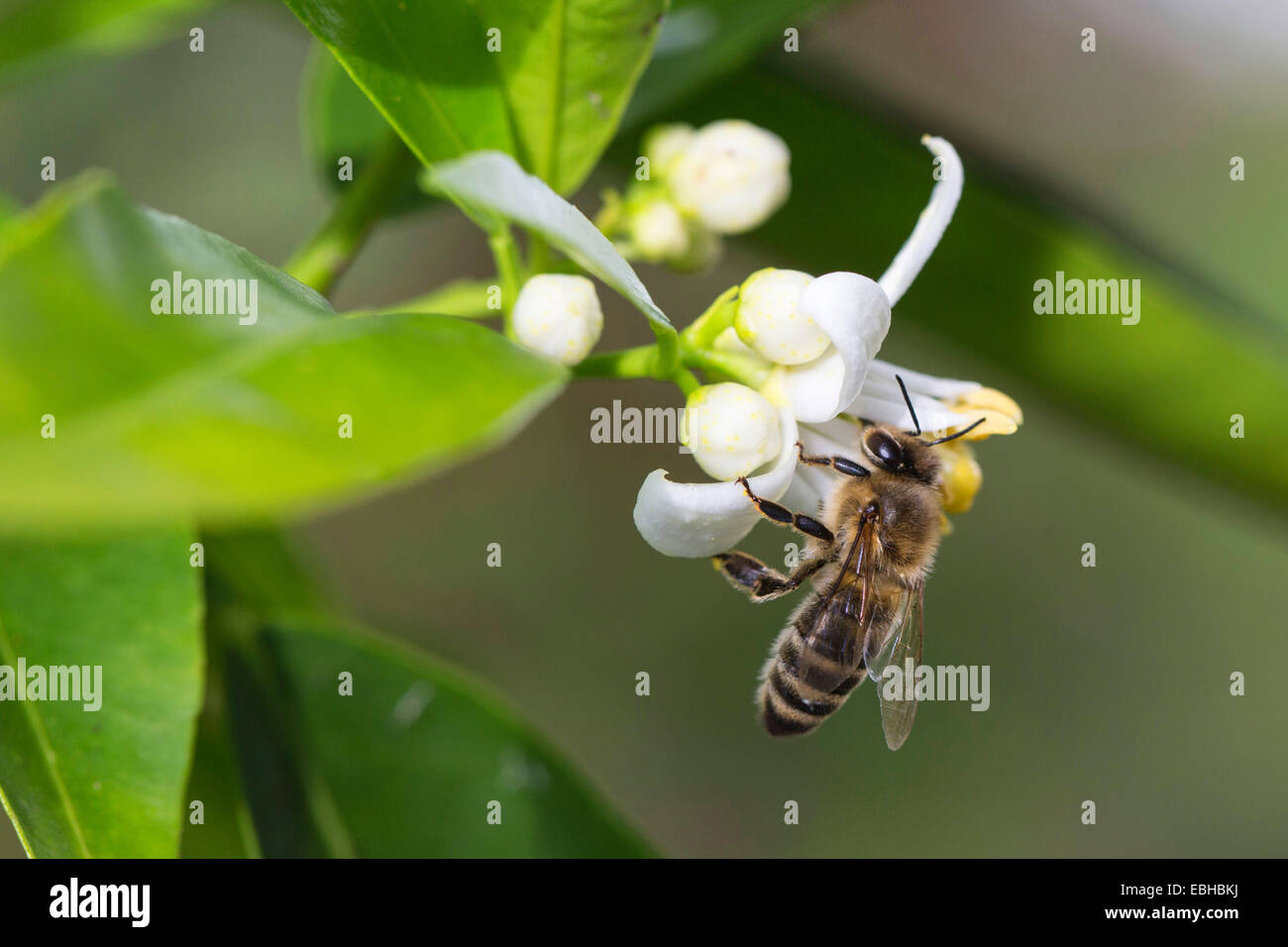 Abeille, ruche abeille (Apis mellifera mellifera), sur une fleur de mandarine Banque D'Images