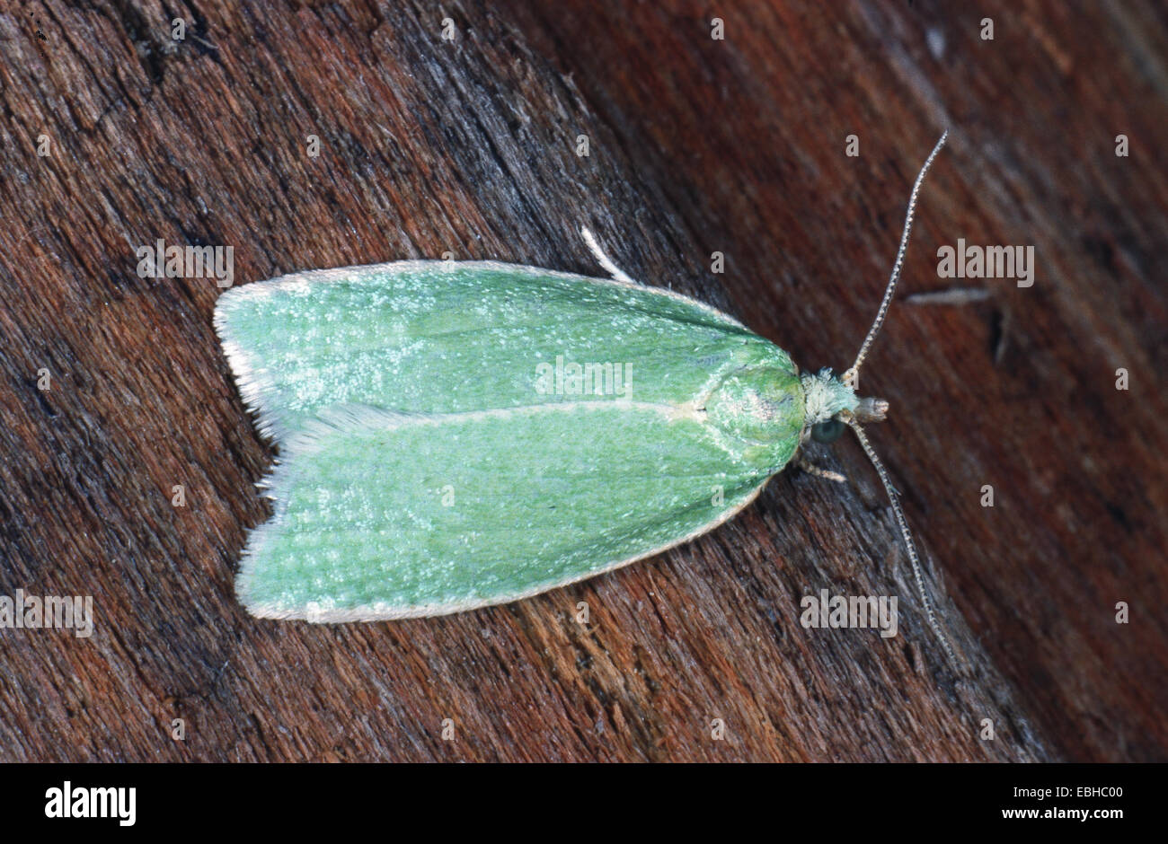 Chêne vert chêne vert, curl, tordeuse à bandes obliques en chêne, chêne vert, chêne à rouleaux (tordeuse Tortrix viridana), imago, partie supérieure. Banque D'Images