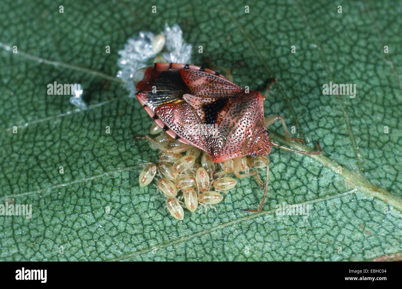 Bug (Elasmucha grisea). Banque D'Images