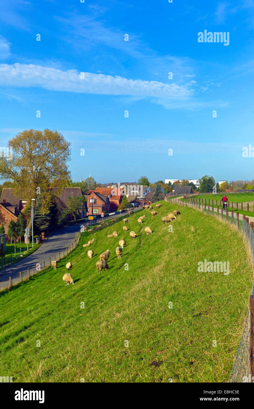 Le mouton domestique (Ovis ammon f. bélier), le pâturage des moutons à la digue Weser dans le comté de Lemwerder Wesermarsch, ALLEMAGNE, Basse-Saxe Banque D'Images