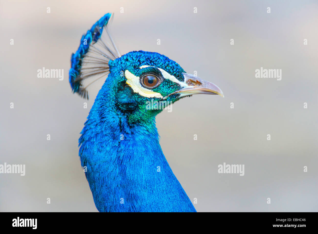 Paons commun, Indienne, paons paons bleus (Pavo cristatus), Peacock, portrait, Allemagne, Rhénanie du Nord-Westphalie Banque D'Images