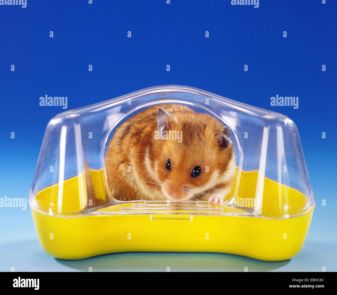 Hamster doré (Mesocricetus auratus), dans une maison de bains Banque D'Images