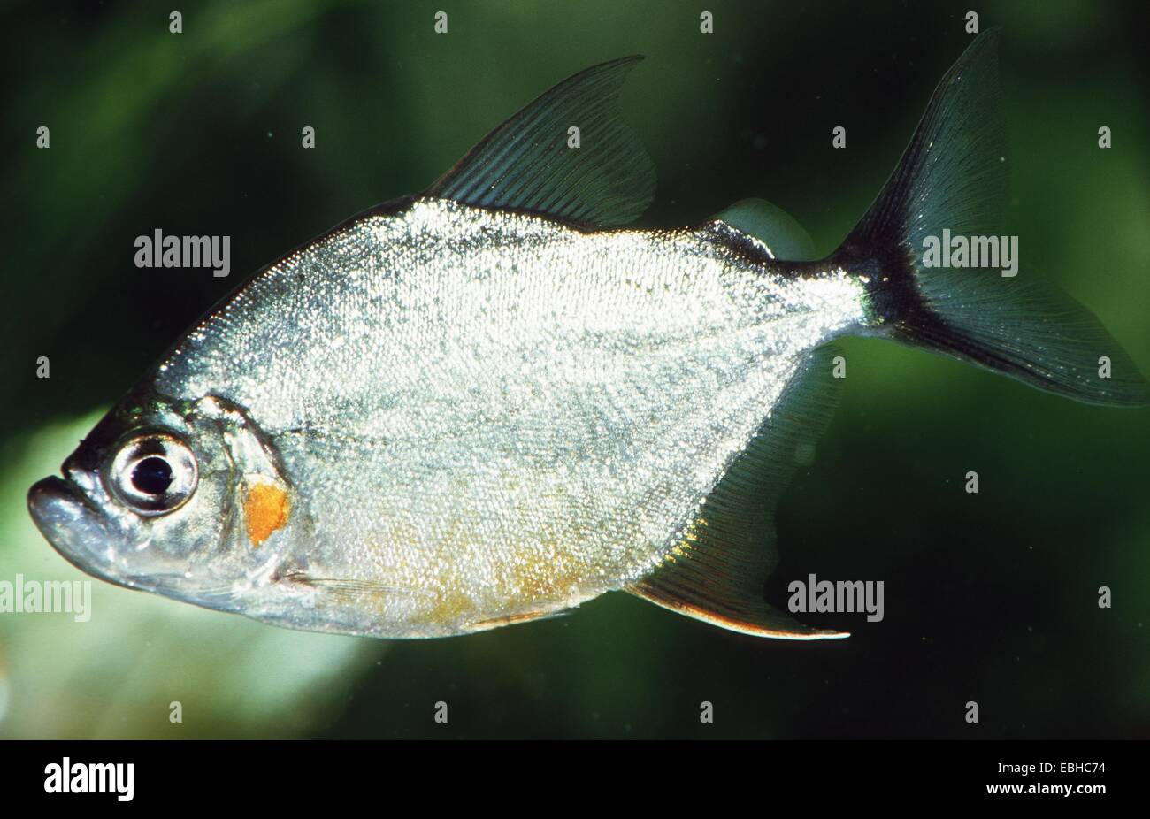 Guimpe piranha (Catoprion mento). Banque D'Images