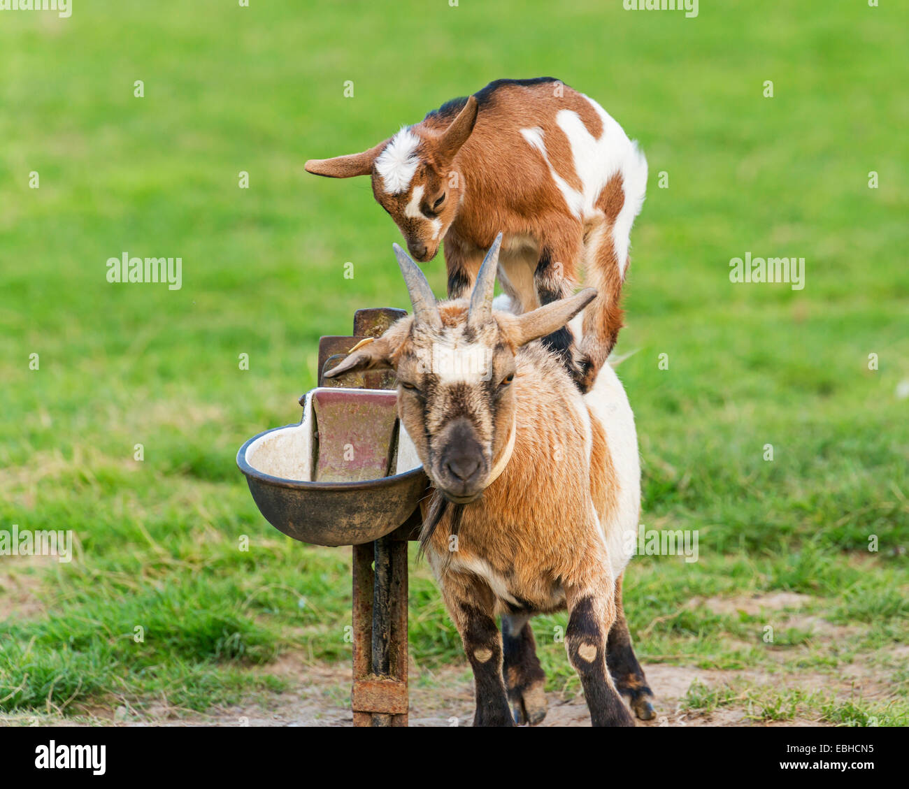 La chèvre domestique (Capra hircus, Capra aegagrus f. hircus), chèvre kid a sauté sur le dos de sa mère, l'Allemagne, Rhénanie du Nord-Westphalie Banque D'Images