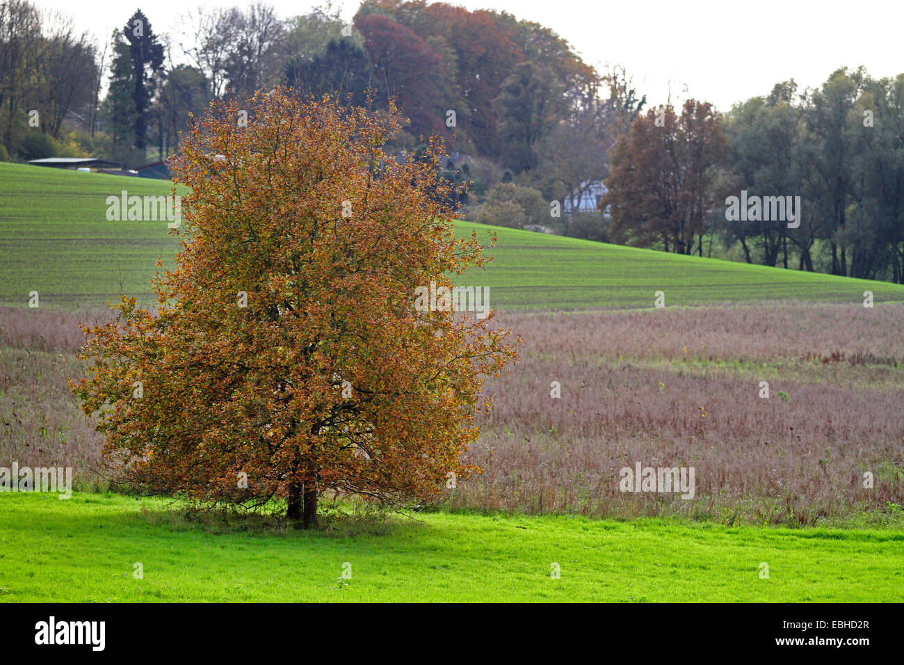 Champs avec oliviers et arbres individuels à la région du Bergisches Land, Allemagne, Rhénanie du Nord-Westphalie Banque D'Images